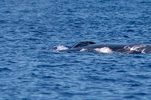 balade observation etude des cetaces a la voile