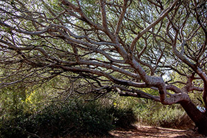 balade photo naturaliste gaou